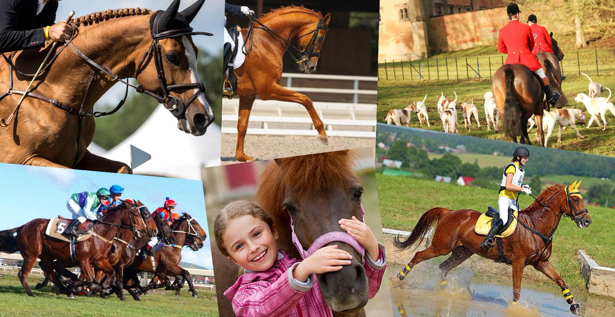 grooms_list's tweet photo. So many choices in the equine industry! We take a fun look at how to identify the best discipline to carve a career in! 🙂
https://t.co/TPXdVKwaZ5

#Apprenticeship #equineapprenticeship #apprenticegroom #equinejobs #equinecareers #jobs #Vacancies #horses #workwithhorses https://t.co/sMoVIaosfY