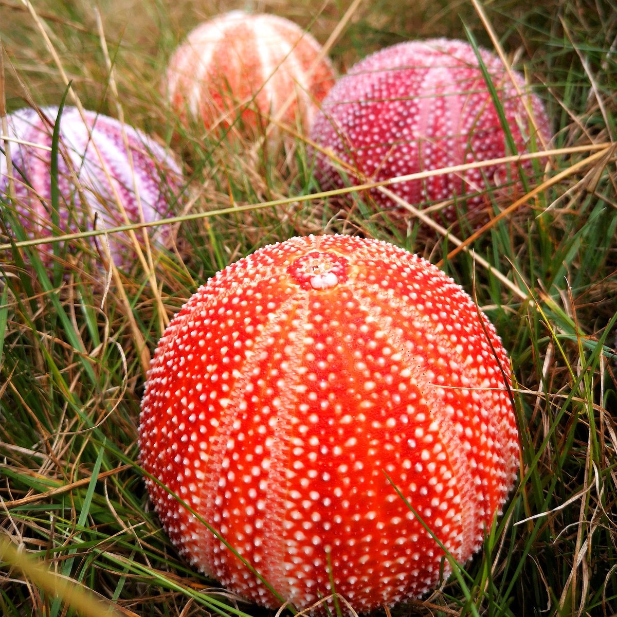 bstoneorchard's tweet photo. Beautiful sea urchin shells from only £7.99 UK and International postage.
https://t.co/U2BfXG3D1L
#weddinginspiration #seaurchinshells #shells #conchology https://t.co/mXuVZNSbik