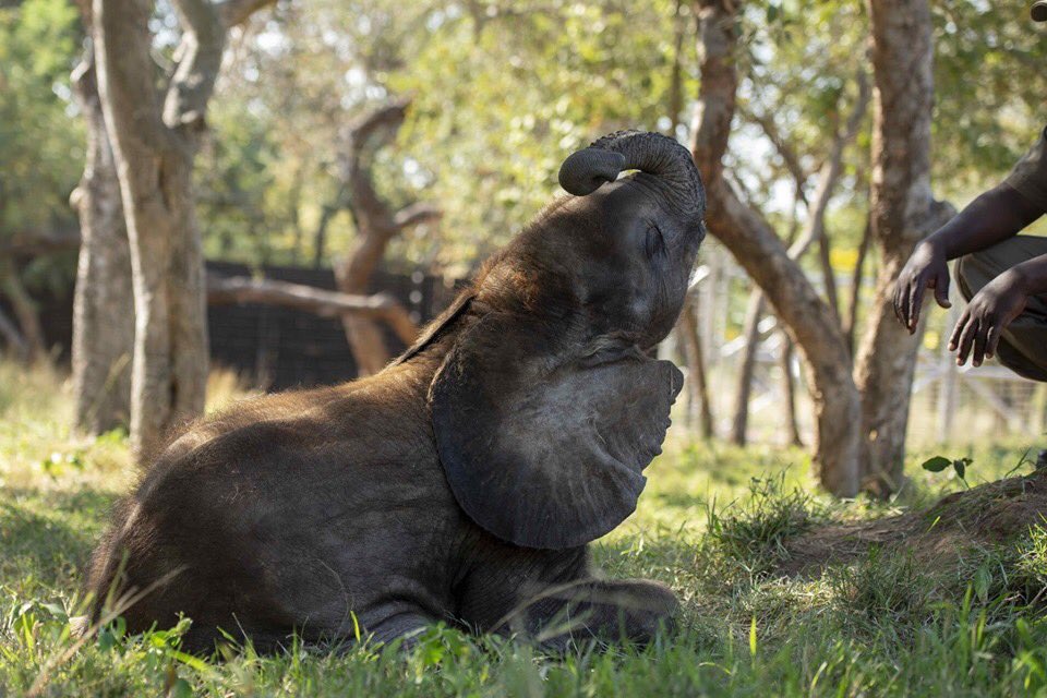 HERD_Elephants's tweet photo. #WorldelephantDay
A new chapter awaits Mopane, the #orphanedelephant at @Cheetah_Centre ... as we prepared to welcome him in coming weeks to HERD, (Hoedspruit #Elephant Rehabilitation and Development) - #SouthAfrica’s 1st dedicates #elephantorphanage https://t.co/djxveXab5S