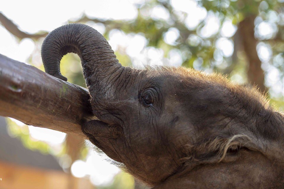 HERD_Elephants's tweet photo. #WorldelephantDay
A new chapter awaits Mopane, the #orphanedelephant at @Cheetah_Centre ... as we prepared to welcome him in coming weeks to HERD, (Hoedspruit #Elephant Rehabilitation and Development) - #SouthAfrica’s 1st dedicates #elephantorphanage https://t.co/djxveXab5S