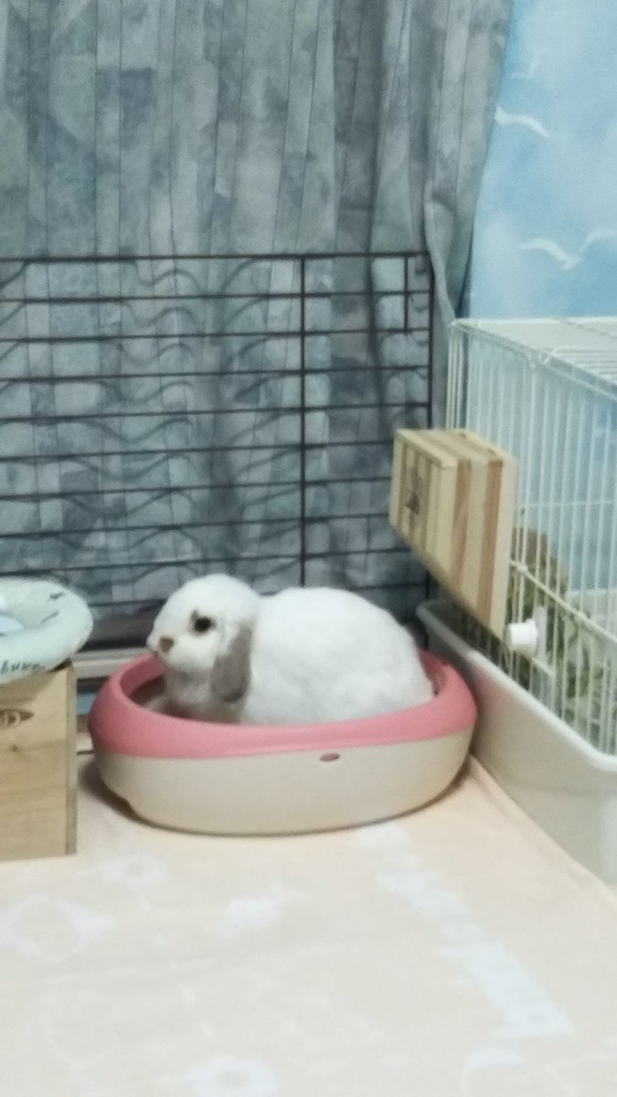 部屋んぽ中、いつも同じ所でおしっこするので猫用トイレSを買いました。