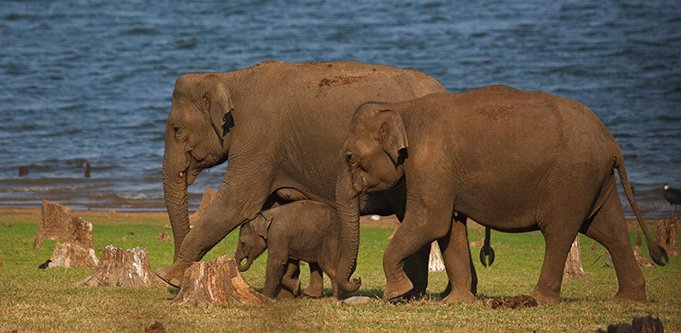 realjayeshpatil's tweet photo. #WorldElephantDay
This elephants are just one of the pillars of our planet. If you try to look at their innocence I am sure you are gonna melt.
#SaveInnocence #SaveElephants
@NatGeo @BBCEarth @ElephantCrisis @ElephantsTN https://t.co/1mihVacDAa