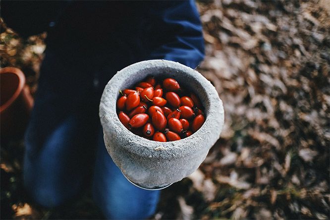 BeHealthyFeelGd's tweet photo. [New post] A Complete Guide to Rosehip Oil: How it’s Made, How to Use It, How to Store &amp; More https://t.co/N1jAmcDnfX
#bbloggers #greenbbloggers https://t.co/JxCYwdCSHf