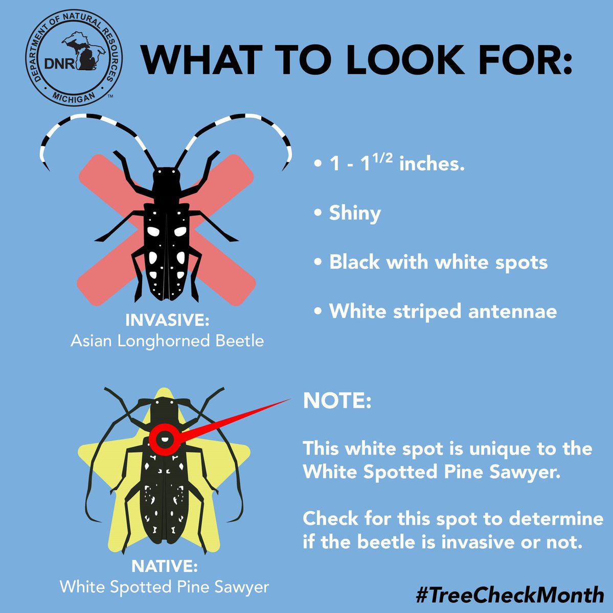MichDeptofAg's tweet image. Help prevent the spread of pests by keeping an eye out for #invasivespecies. Early detection of the Asian longhorned beetle can save hundreds to thousands of trees. Here’s what to look for via @MichiganDNR: bit.ly/2GSC1iA #TreeCheckMonth #NotMiSpecies