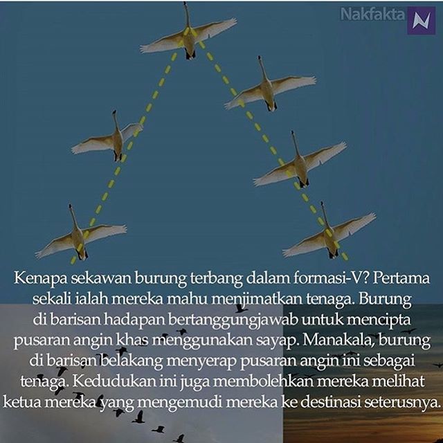 Nak Fakta Auf Twitter Sekawan Burung Terbang Dalam Formasi V