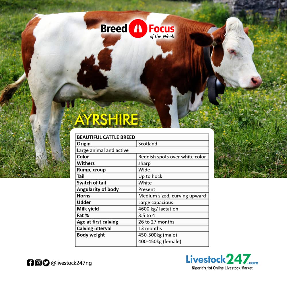 Male Ayrshire Cattle