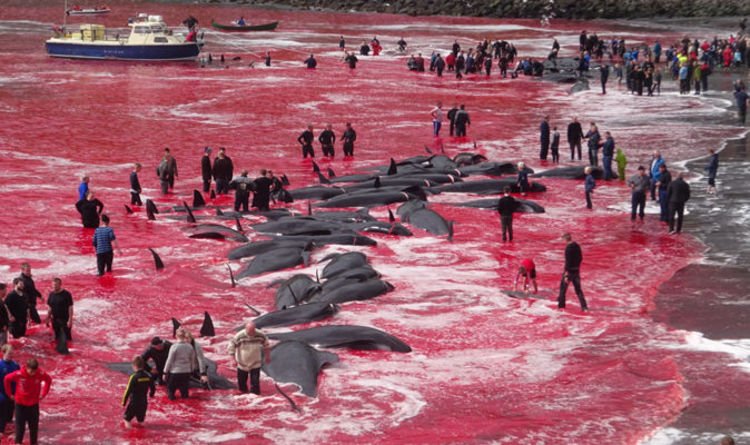 teabringsjoy's tweet photo. Speaking of "Festival of Sacrifice", are you also disgusted by the annual "Festival of Slaughter" takes place in your vicinity?!
Oh, No. These are just a bunch of peaceful white non-muslim Europeans showing their love!
My bad!
#EidulAdha2019 https://t.co/osHqMSMNYj