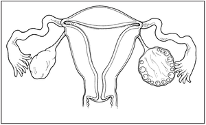 wnt signaling 2009