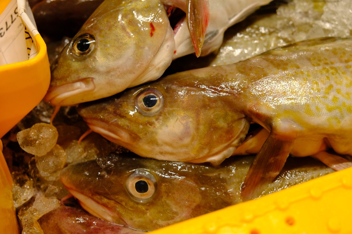 Shetland Islands Council tweet media