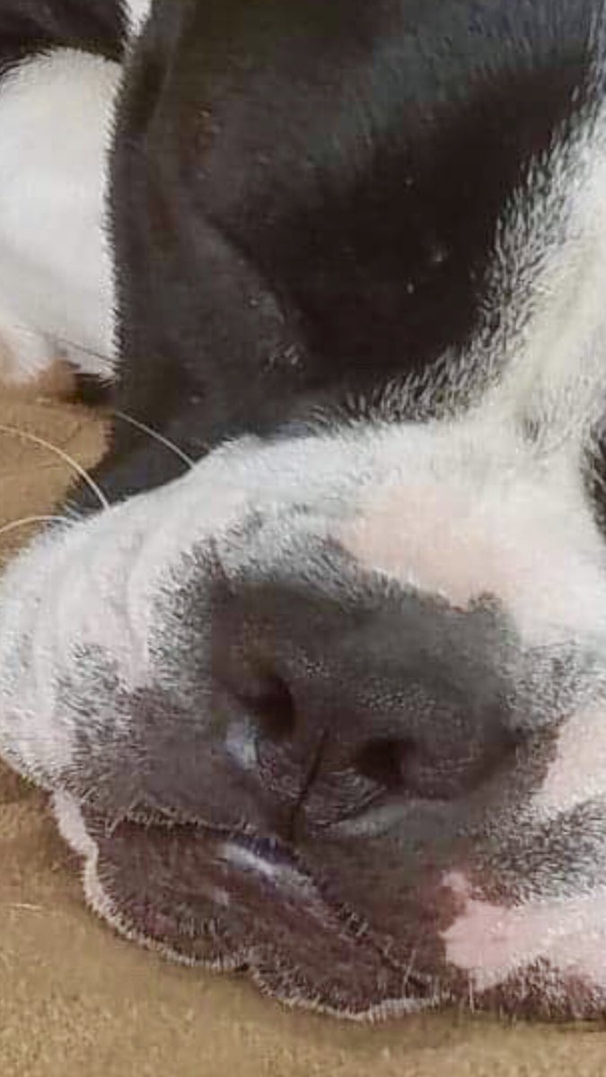 MoishesMom's tweet photo. ๐จ๐๐ป#Palm #Valley #Edinburg #Tx will ๐this Gorgeous #English #Bulldog if no1 comes. #SaveBulldoginEdinburgTexas #retweet #GrumpyPup is so sad #MinnieBat #batpack #endBSL #SupportCAPA Good people of Texas, please shut this slaughterhouse down ๐๐๐ป๐จ๐๐๐ป https://t.co/NDR3oUdhdv