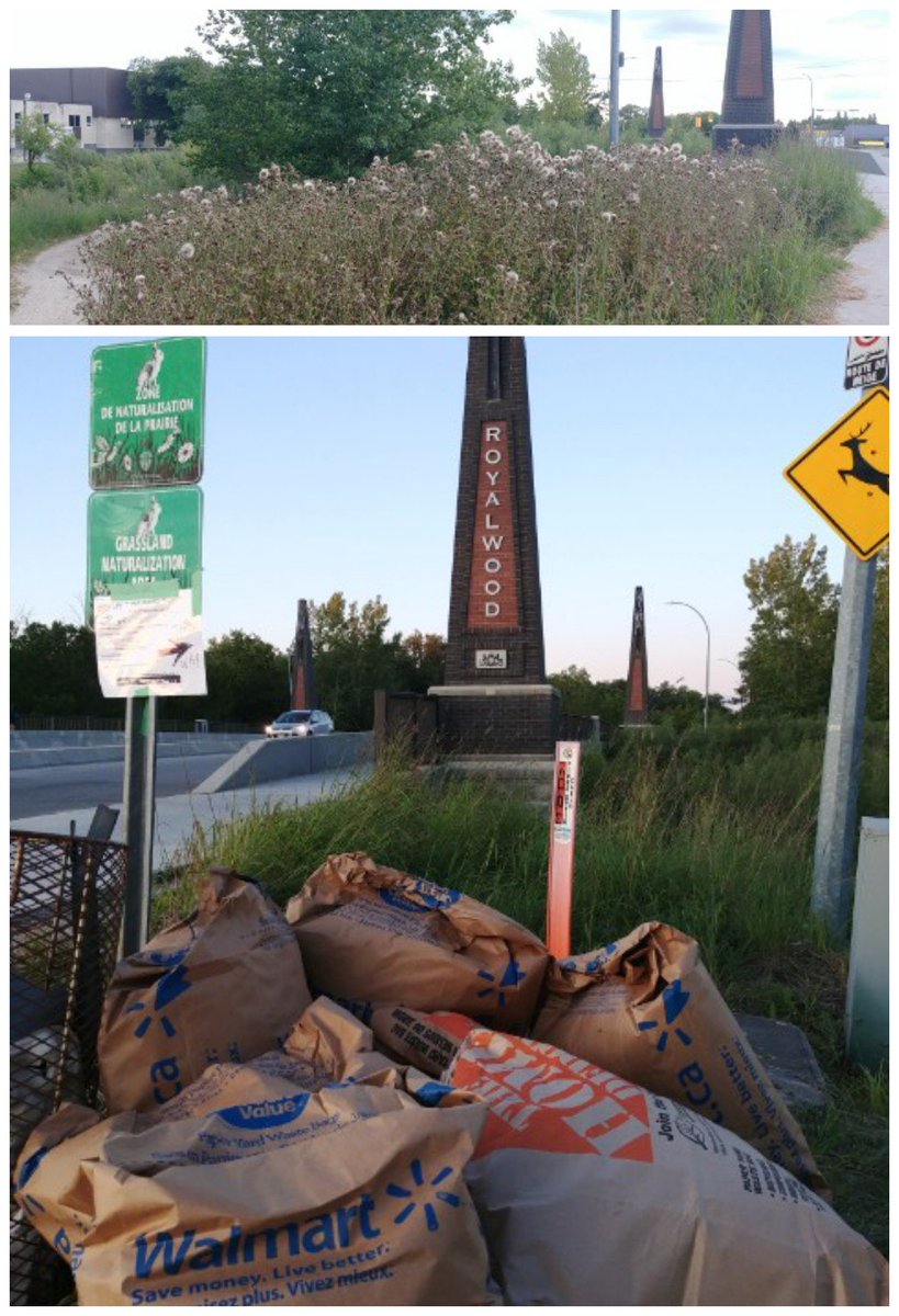SaveOurSeine's tweet photo. New @SaveOurSeine #landcare events 

Remove #invasives

Tues 13th 9-11am w. Fenella
Park &amp; meet by Leo Remillard  tennis courts 1095 St Anne's &amp; walk E.

&amp;

Thurs 15th  6.30–8.30pm  w. Julien
Meet SE of Royalwood Bridge
Park in Southglen Ctr /No Frills - 740 St Anne's &amp; walk E https://t.co/XR6vyNRqAT