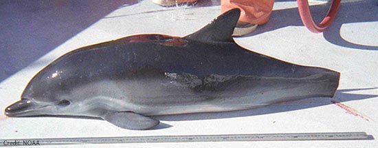 oceana's tweet photo. #URGENT: Dolphins are STILL dying in drift gillnets while government officials delay efforts to clean up this dirty fishery. Help protect dolphins from indiscriminate fishing gear and donate today: https://t.co/0uqZYnooJ2 https://t.co/t7PcrQBIDP