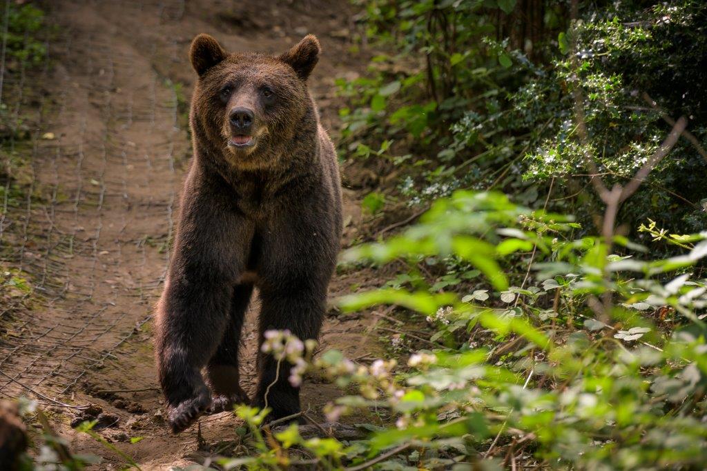 Where to Discover Animals this August - mailchi.mp/discoveranimal… Our pick of the best places to visit &amp; things to do this summer &amp; beyond ...  #dscvranimals #wildlife #news #offers #events #comingsoon