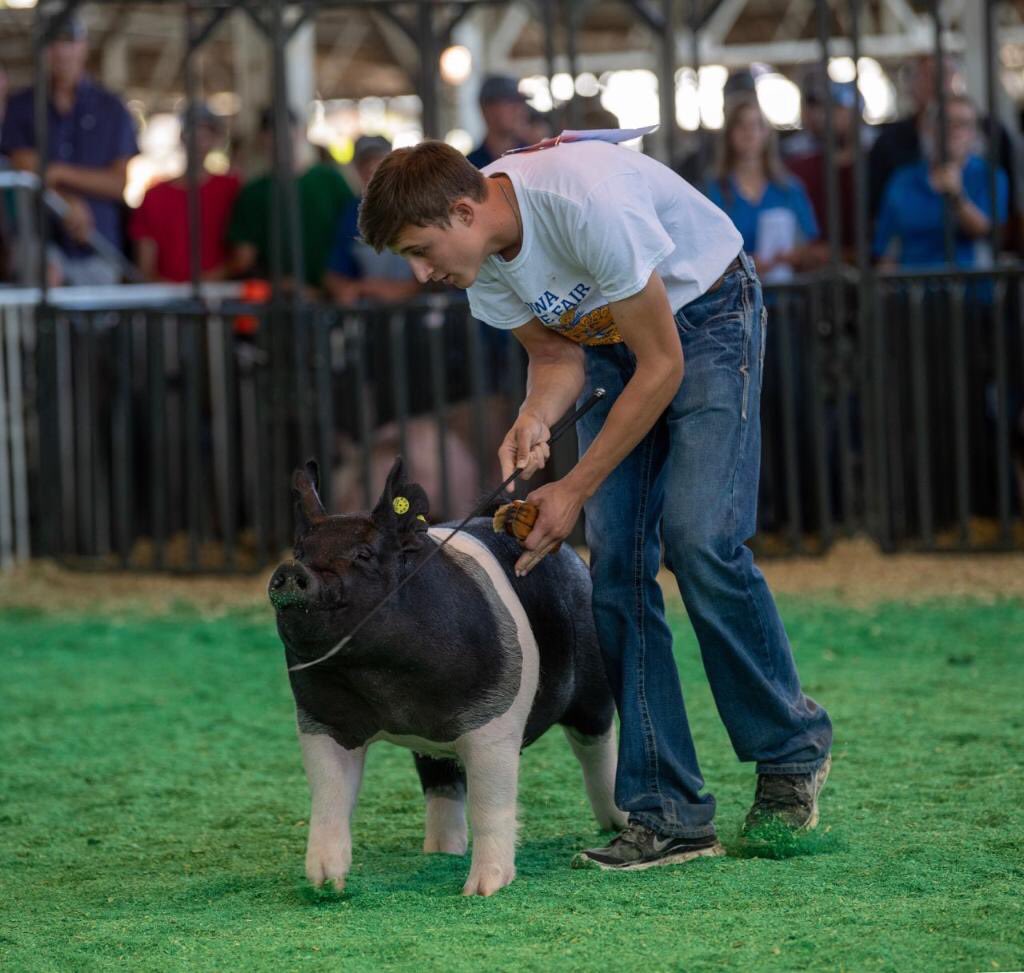WinMorFarms's tweet photo. Grand Champion Overall Market Hog
2019 IA State Fair FFA Show
Exhibited by Nicholas Edwards
Sired by Rockstar (Thomas Showpigs)
Photo Credit: @zacharyjohn2012
#WinMor https://t.co/Z58WOEHoHA