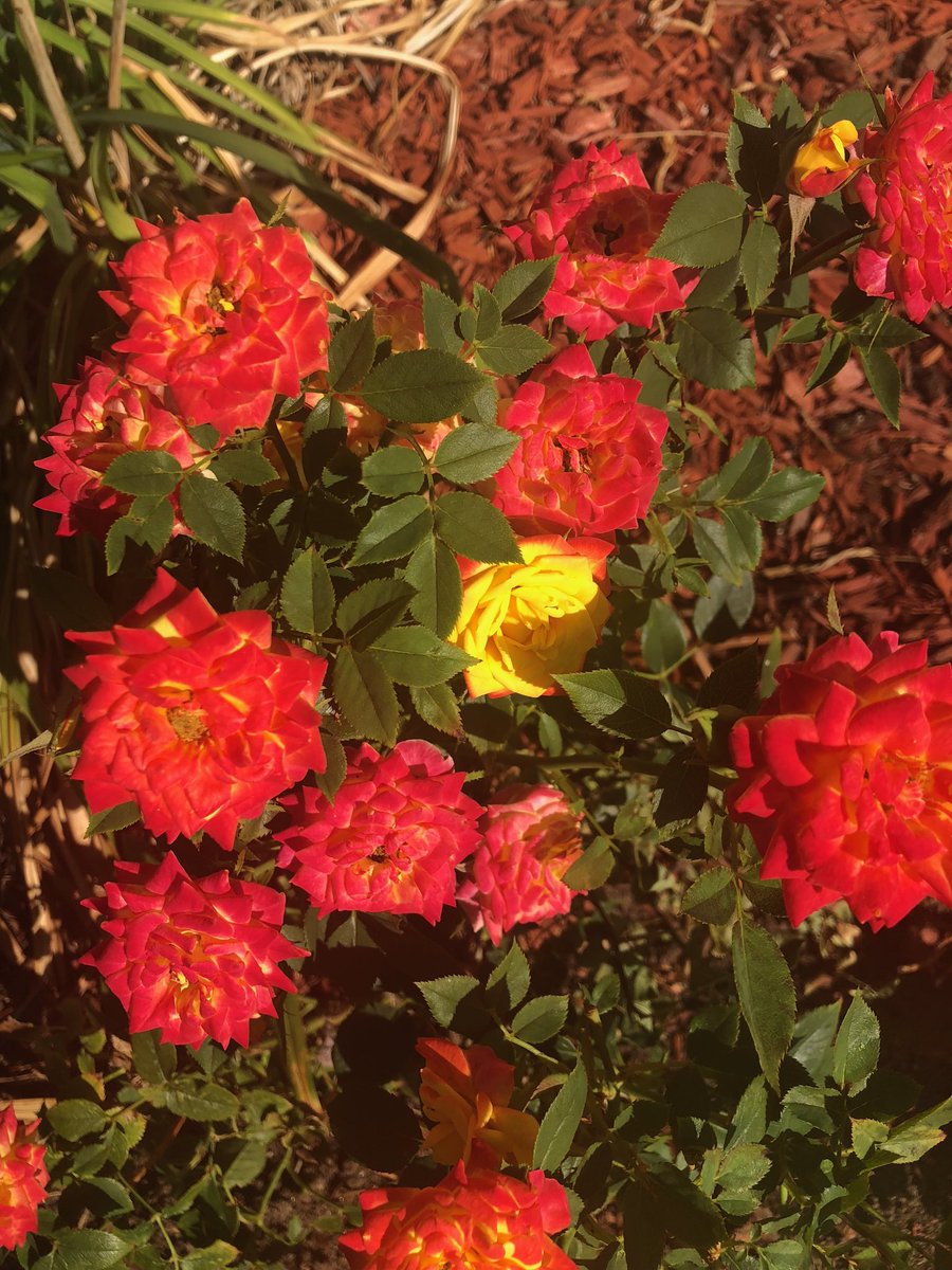 lydia lovemore tweet media