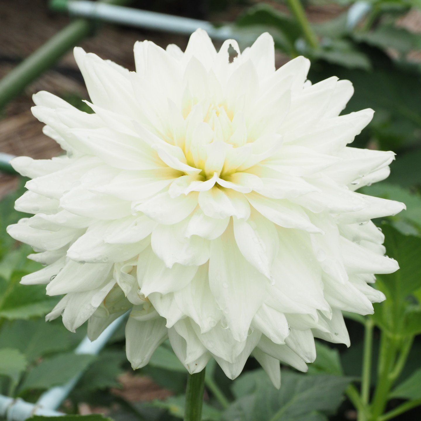Schinn Kassa 写真散歩 花紀行 19 07 23 町田ダリア園 ダリア 母の子守唄 Olympus Pen F M Zuiko Digital Ed 30mm F3 5 Macro T Co N6xqtxlxmg Twitter