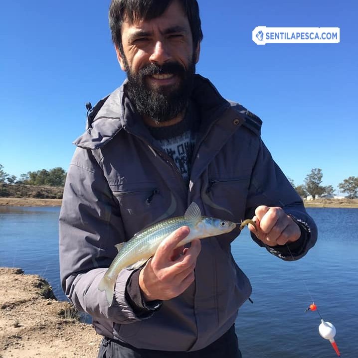 Sentilapesca's tweet photo. #Brandsen |  Visitamos un nuevo pesquero de Brandsen (Laguna los tigre) donde logramos una muy buena calidad de #pejerrey, todavía hay mucho juvenil para devolver
.
#pescadeportiva #peje #decosta #pescadoresdealejandrokorn #sentilapesca #laguna https://t.co/E8qEA4wsCi