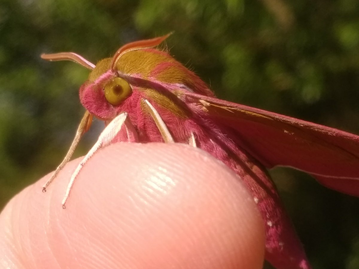 NE_WestAnglia's tweet photo. It's #WorldElephantDay today, so a good excuse to show off one of the beautiful Elephant Hawk-Moths that we find on our #NationalNatureReserves! This widespread nocturnal species is on the wing in early summer #MothsMatter #NotAPokemon @savebutterflies https://t.co/sNbQQO16EP