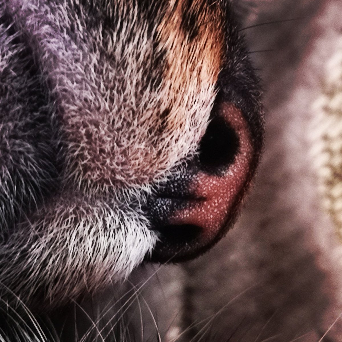 NiflheimPhoto's tweet photo. Kitty nose !! 

#boop #cats #cutie #furbaby https://t.co/TdPkN2Drhm