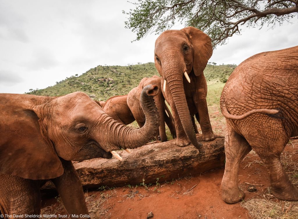 SheldrickTrust's tweet photo. Research suggests there are 4 big personality types found within #elephant herds - the leaders, the gentle giants, the playful rogues & the reliable plodders. Each plays a key role in how their family copes with threats. Which are you most like? #WorldElephantDay https://t.co/8Gs3V3U6Ft