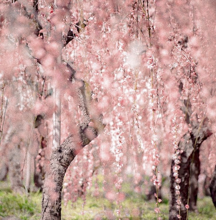sunflowerbear07's tweet photo. ⚔ 𝙋𝙡𝙨𝙍𝙏 | #2alphachohan
Title : To Alpha 3/3 ( END )
Pairing : #CHOHAN #โชฮัน #ทรูซึง #ทรูซึงฟิค
ข้าขอให้กลิ่นของอัลมอนด์และบลูเบลล์ในตอนนี้
จงเป็นพยานว่าครั้งหนึ่งรักของเราเคยเกิดขึ้นจริง
🔗read🔗
https://t.co/CWsO6HKU9W
- 𝙚𝙣𝙟𝙤𝙮 - https://t.co/lhLVEJUPAH