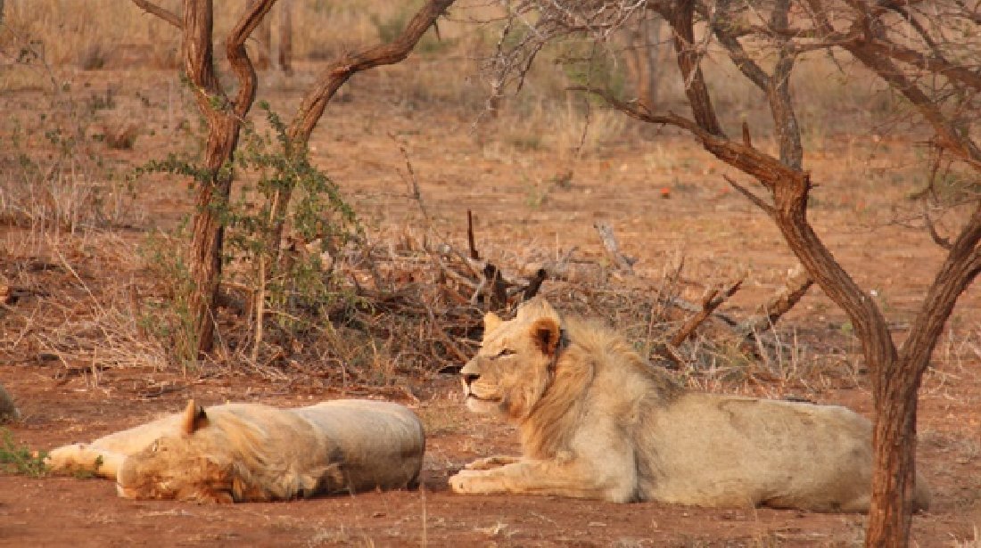 hallaboutafrica's tweet photo. Tanzania lion population is Africa's biggest. "Tanzania has the highest number of lions at 8,176," reports new study by Oxford University Wildlife Conservation Research Unit. Tanzania's estimate is nearly twice as high: up to 15,000 lions says Tanzania Wildlife Research Institute https://t.co/NyLYRdHOHT