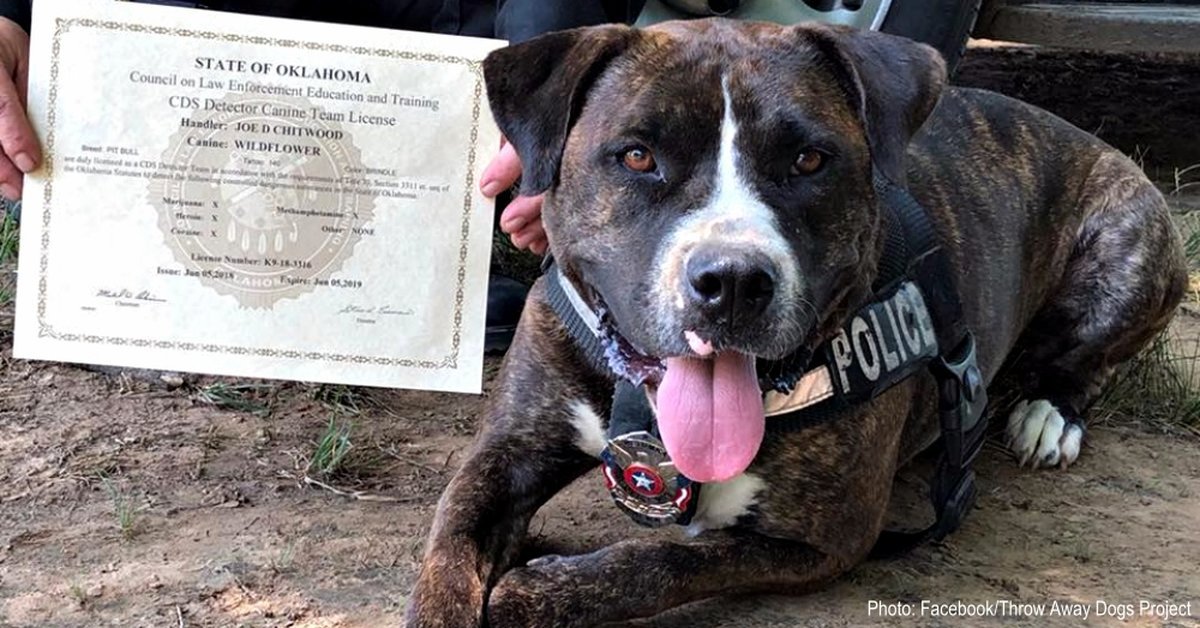 I was on death row at a high kill shelter, but then I was rescued from there and now I am a registered narcotics detection dog.  Please help my brothers and sisters that are still there. Pit Bulls are not your enemies, all we need is a chance, thank you! #adoptdontshop