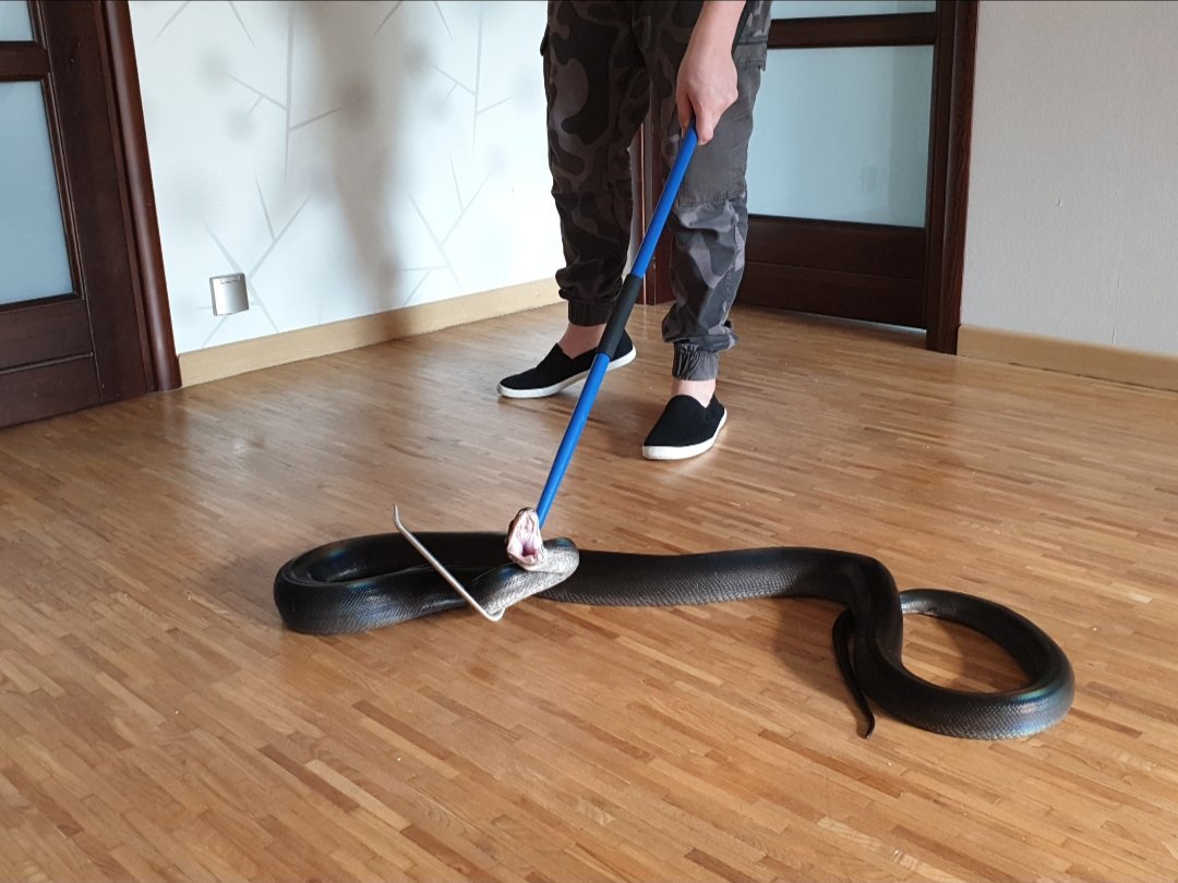 VenomDefender's tweet photo. We'd like to thank Kacper Kołaczyk for sharing a few photos of him handling a slightly defensive male Reticulated Python. A creative and alternative way in which our Field Hook can be used!
For more information about our Field Hook, visit: https://t.co/5ebaXUKmKt https://t.co/OMFk0vOkyX