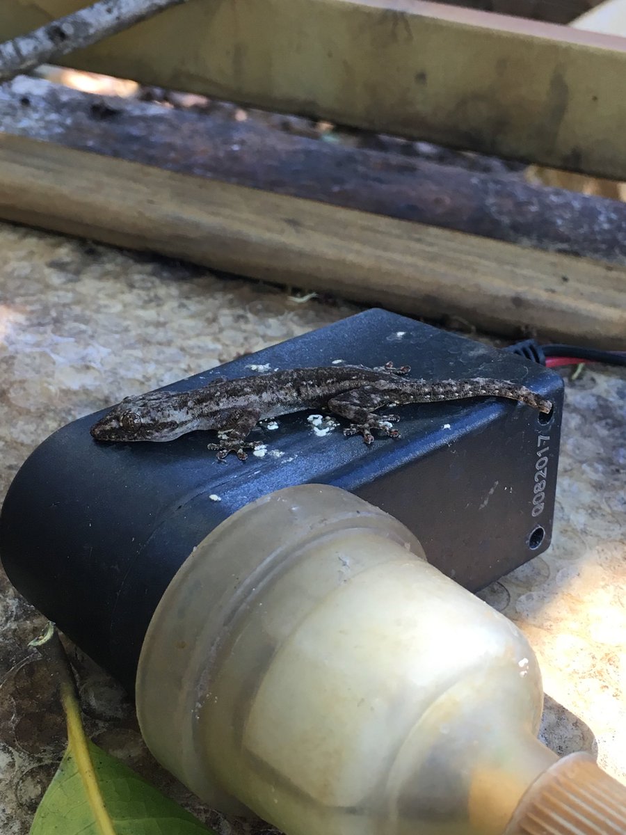 Some diurnal #thermoregulation in this Asian house #gecko - #ElectricLizard ! 🦎⚡️#BackyardCritters #WildOz #WinterWarmth 🔥