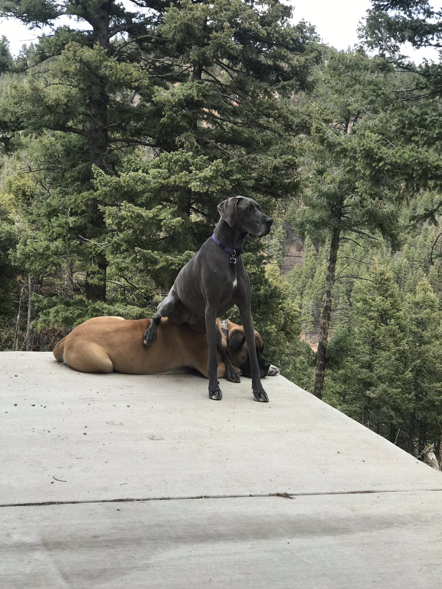 Ripley ,Denver, and Mom! 🌈Cain🌈Memphis 🌈Heidi tweet media
