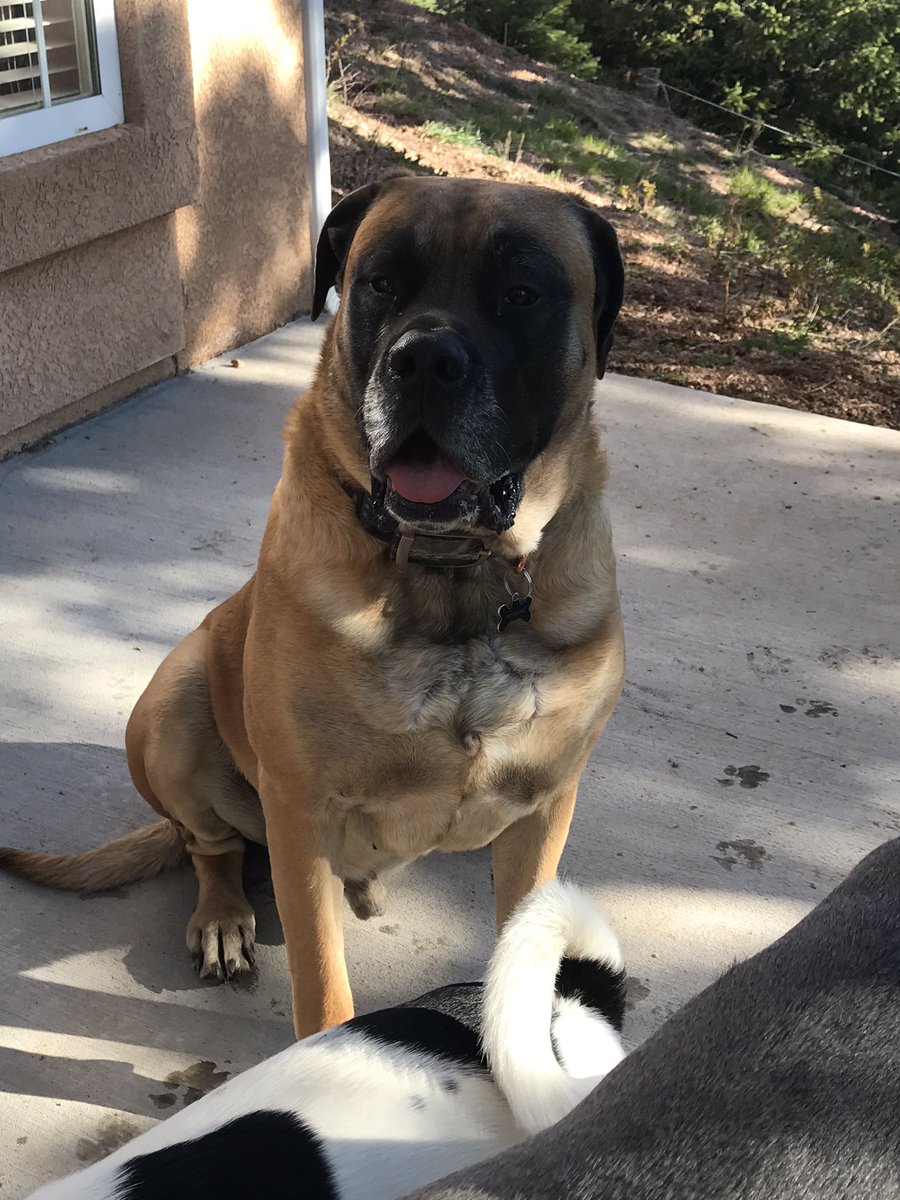 Ripley ,Denver, and Mom! 🌈Cain🌈Memphis 🌈Heidi tweet media