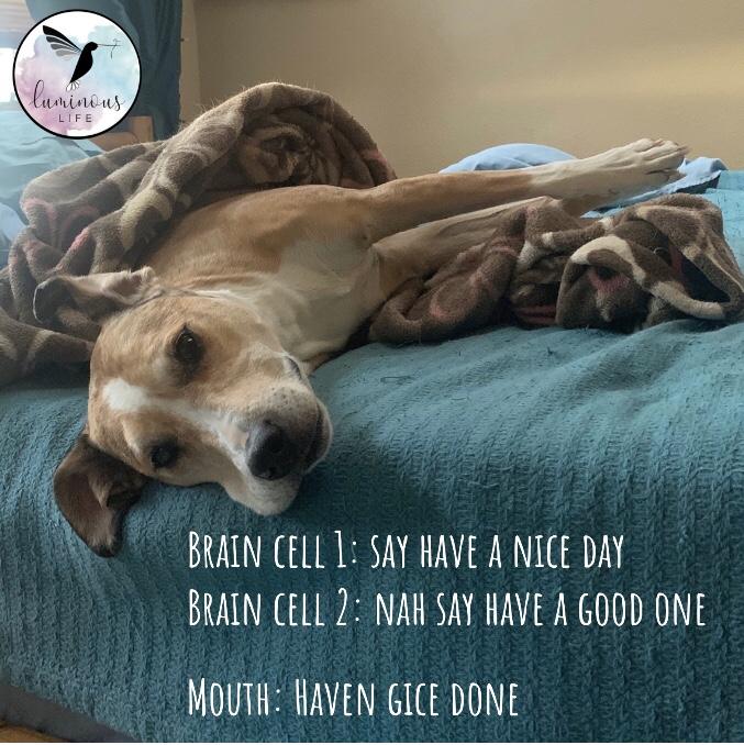 LuminousLifeInc's tweet photo. LU-GRAM! 🐶 
It's the thought that counts...right?
🤗 😂 😋 Happy Monday!
Quote source: @TheTrueCam
#luminouslifeinc #wholesouled #behome #findinghome #youareready #youbelonghere #youarenotalone #joyactivist #threadjoy #threadyourlight https://t.co/idcVeIuBnX