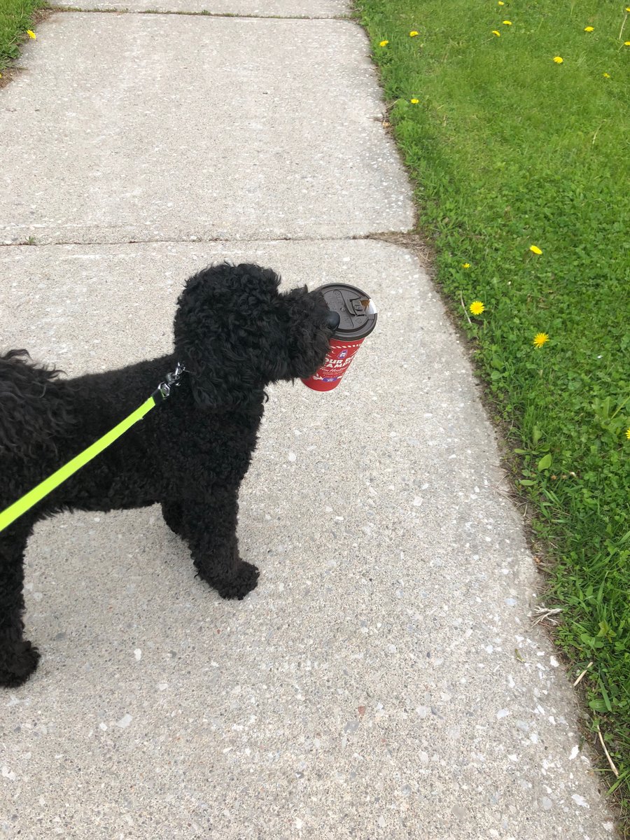 Edifix's tweet photo. Happy Monday! Jackson makes sure the Marketing team is adequately caffeinated. 12/10 would tip several treatos #TimoAndFriends https://t.co/VG8fE2tmhx