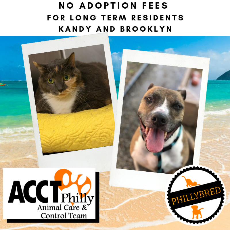 ACCT Philly tweet media