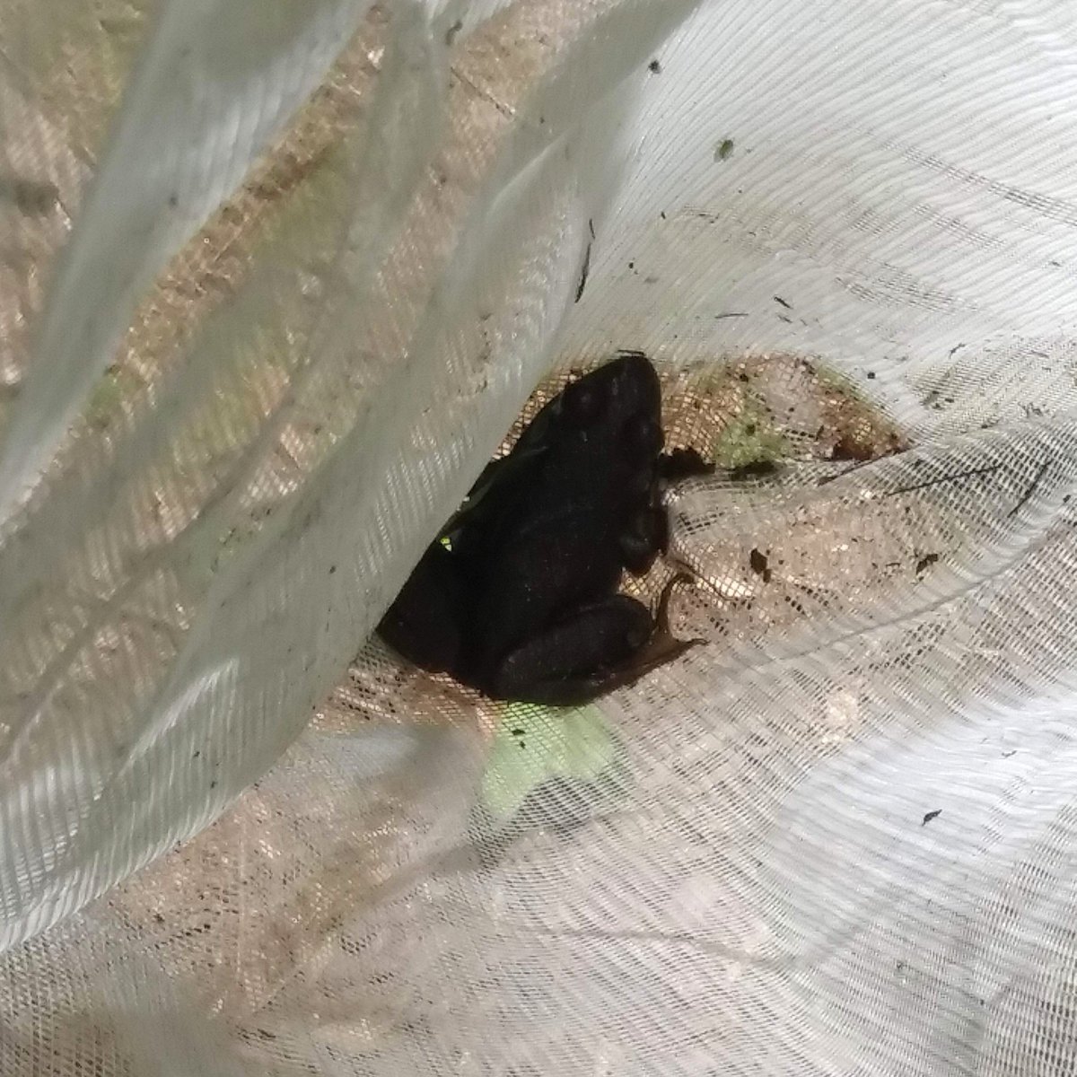 RockfallCT's tweet photo. Over a dozen green #frogs and 1 salamander collected, swabbed, and released for the @mysticaquarium program researching the chytrid virus causing the decline of #amphibians. A wonderful effort that we are happy to support. Taken at Banningwood Preserve #LymeCT https://t.co/KMtL3yRyIp