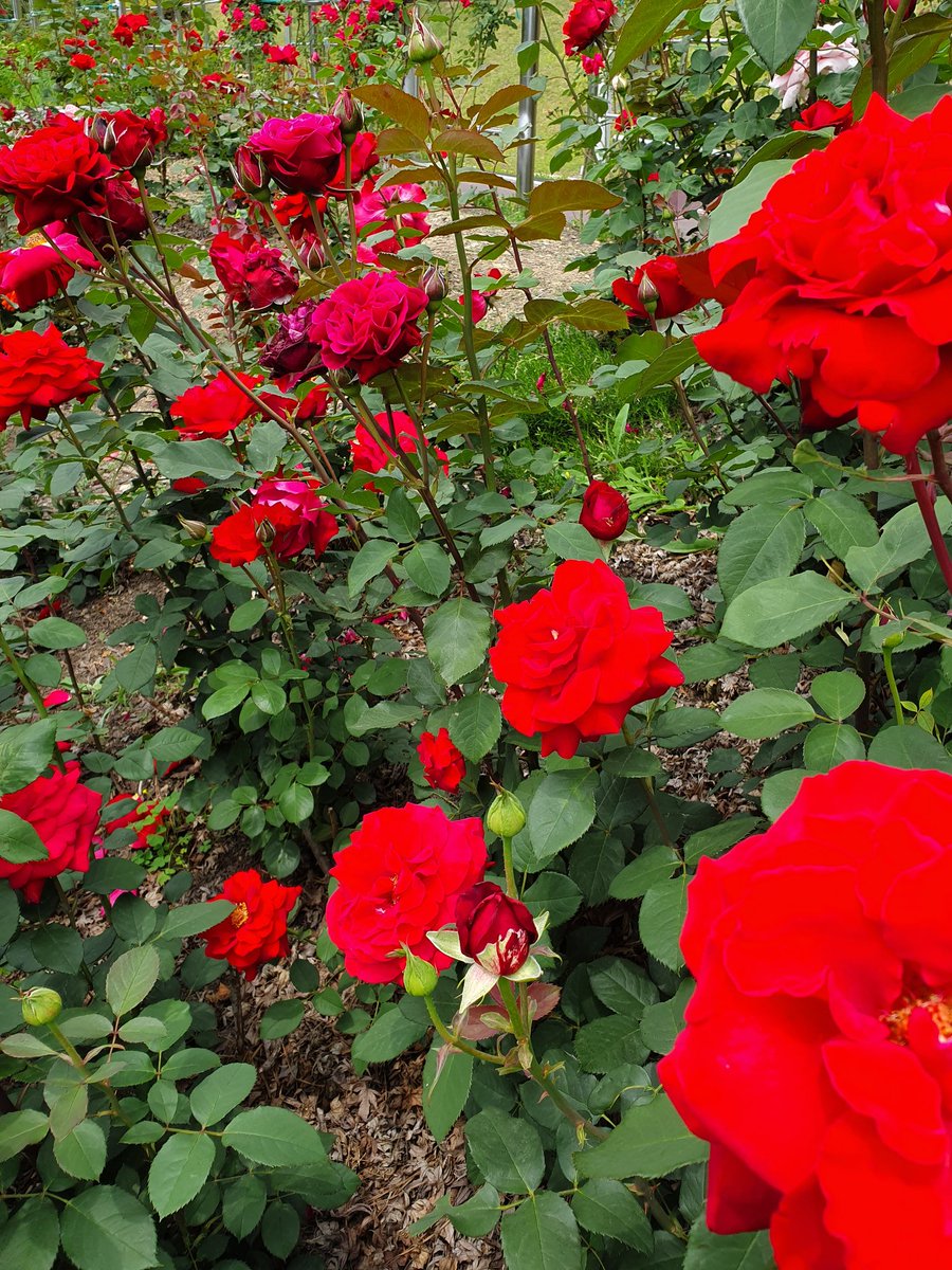 팔월의 여름이 오면
바닷가 추억이
피었다 지고
다시 피었다 지고
한여름 장미꽃이 유난히
빨갛게 물들여져 있구나
이제는 옅은 미소만
가슴속에 새겨져 있다