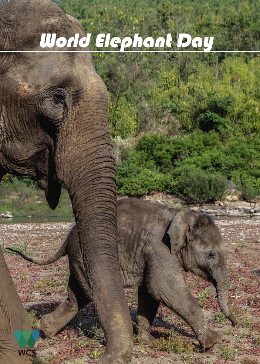 WCSMyanmar's tweet photo. Today is World Elephant Day! https://t.co/Vno8yAXBrT