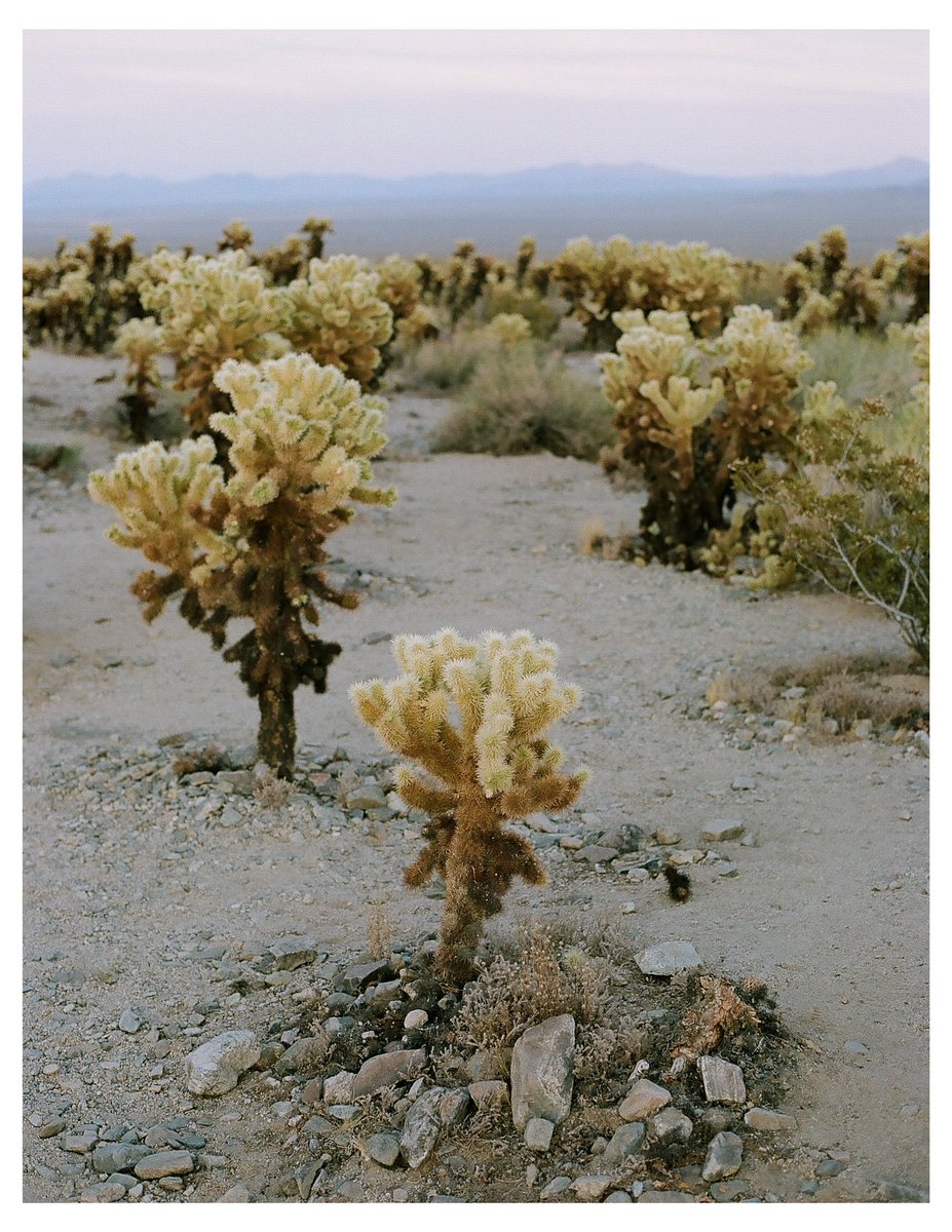 Joshua tree on film at sunrise
