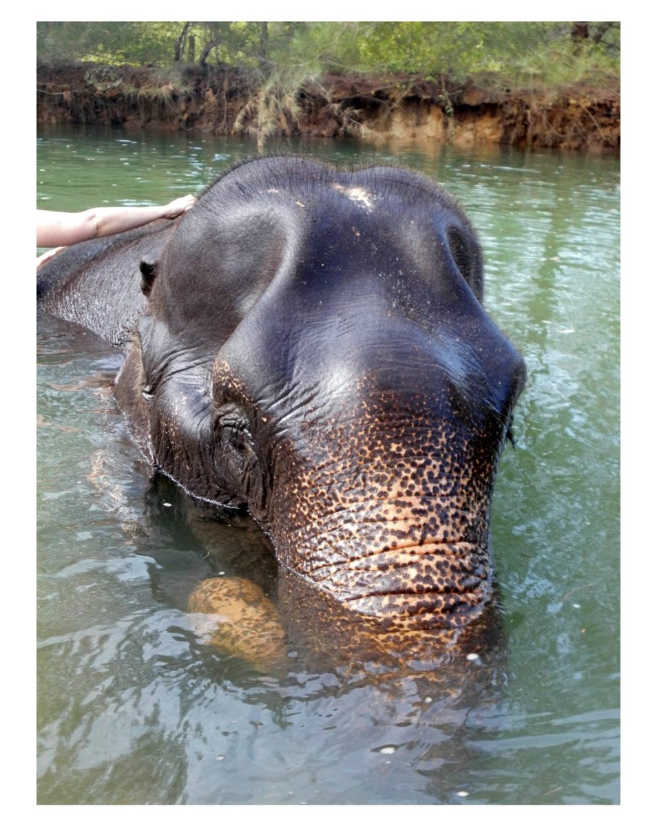 Friends Of Baxter Animal Care tweet media