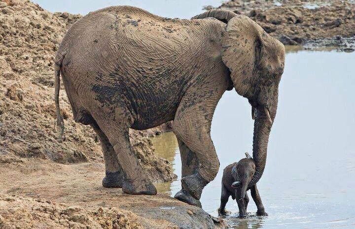 Today is #WorldElephantDay 
Elephants are so amazing, they are able to express anger, grief, compassion, joy and love. One thing I absolutely know is no one needs elephant tusks except elephants! We must do whatever we can to protect them! 🐘