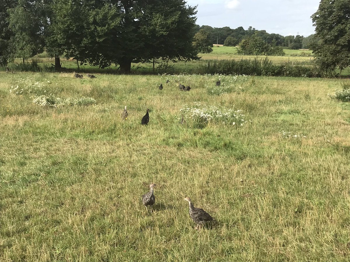 Temple Farm Turkeys tweet media