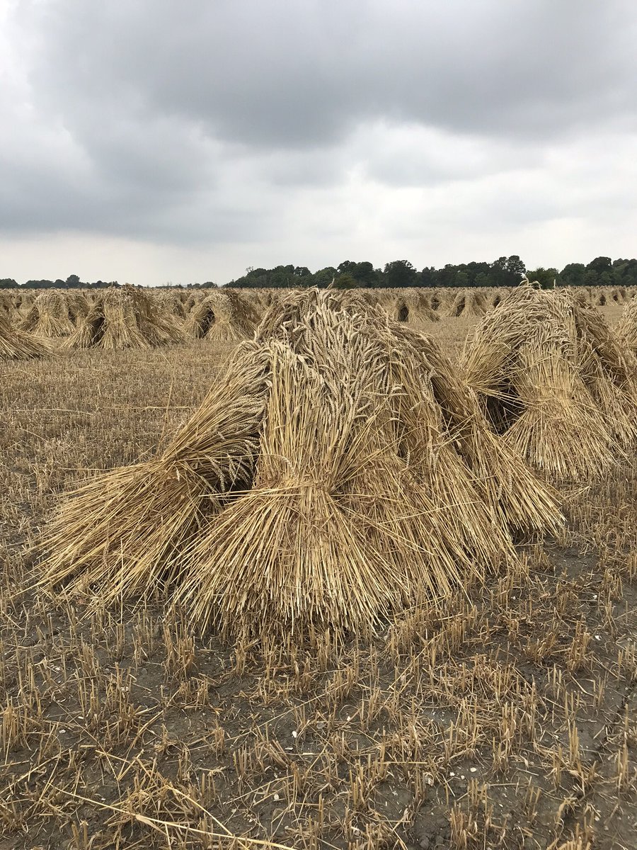 ManorFarmWotton's tweet photo. 50 acres of #thatching #straw #harvest19 cut and stacked in #stooks in the #fields at #Marden #Wiltshire #ValeofPewsey The crop will go through a #thresher #RuralSkills #BackBritishFarming #waterproof #roofing #CountrysideTradition @NFUCountryside @NFUEducation @nfum_wessex https://t.co/BKXglBBcXh