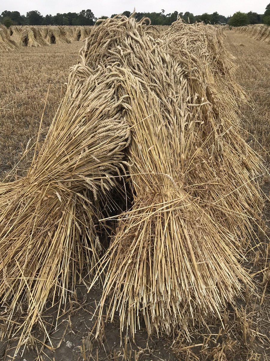 ManorFarmWotton's tweet photo. 50 acres of #thatching #straw #harvest19 cut and stacked in #stooks in the #fields at #Marden #Wiltshire #ValeofPewsey The crop will go through a #thresher #RuralSkills #BackBritishFarming #waterproof #roofing #CountrysideTradition @NFUCountryside @NFUEducation @nfum_wessex https://t.co/BKXglBBcXh