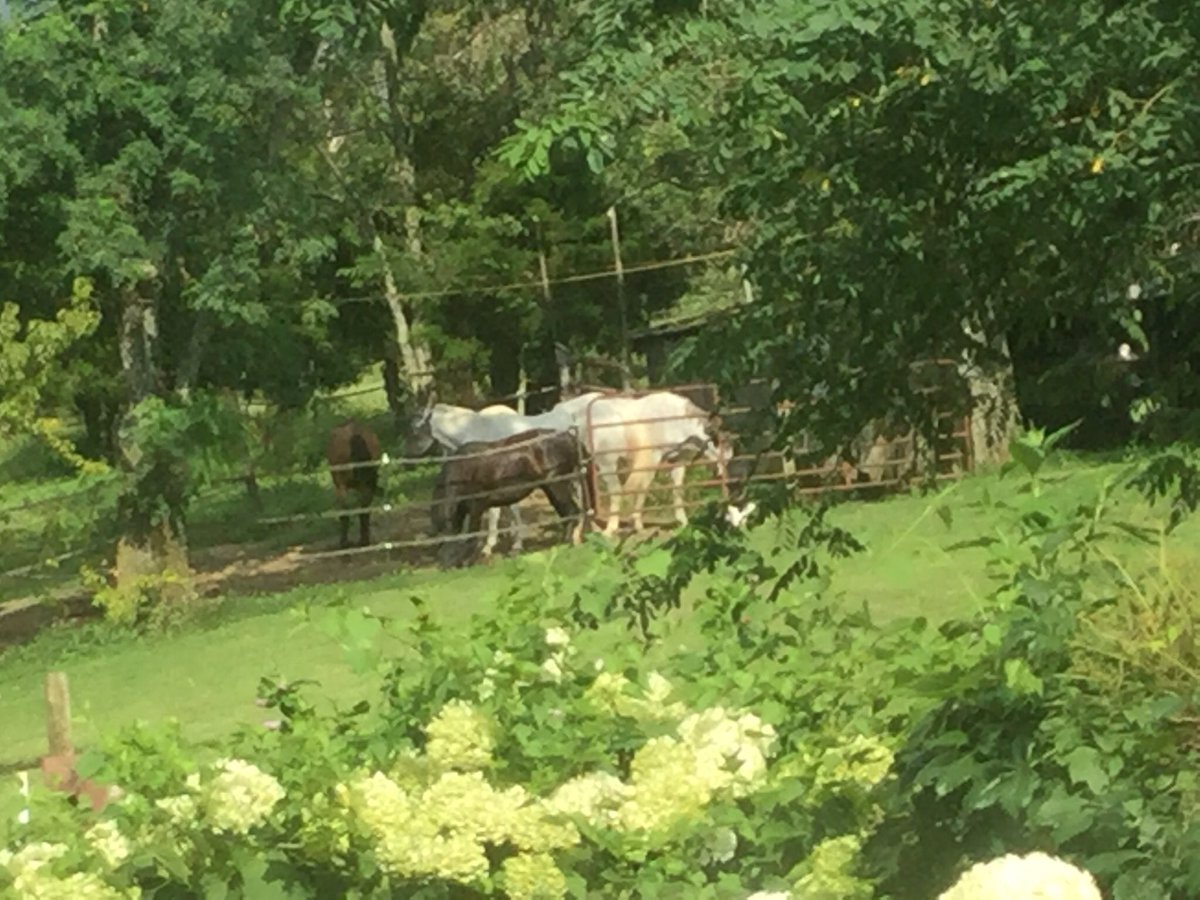 921ad2264930451's tweet photo. #thinkof34 Nothing makes me happier than horses, horses, horses on a summer day. Like our human students, if you listen, they have a lot to teach us! https://t.co/UotLXobONx