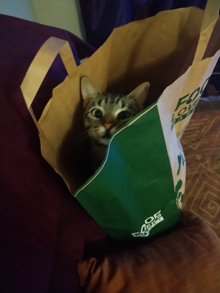 KalearahL's tweet photo. Jessicat says go green and opt for paper instead of plastic! #lovecats #catsrule #lovemycat #Ecofriendly https://t.co/GNgCbaZKJV