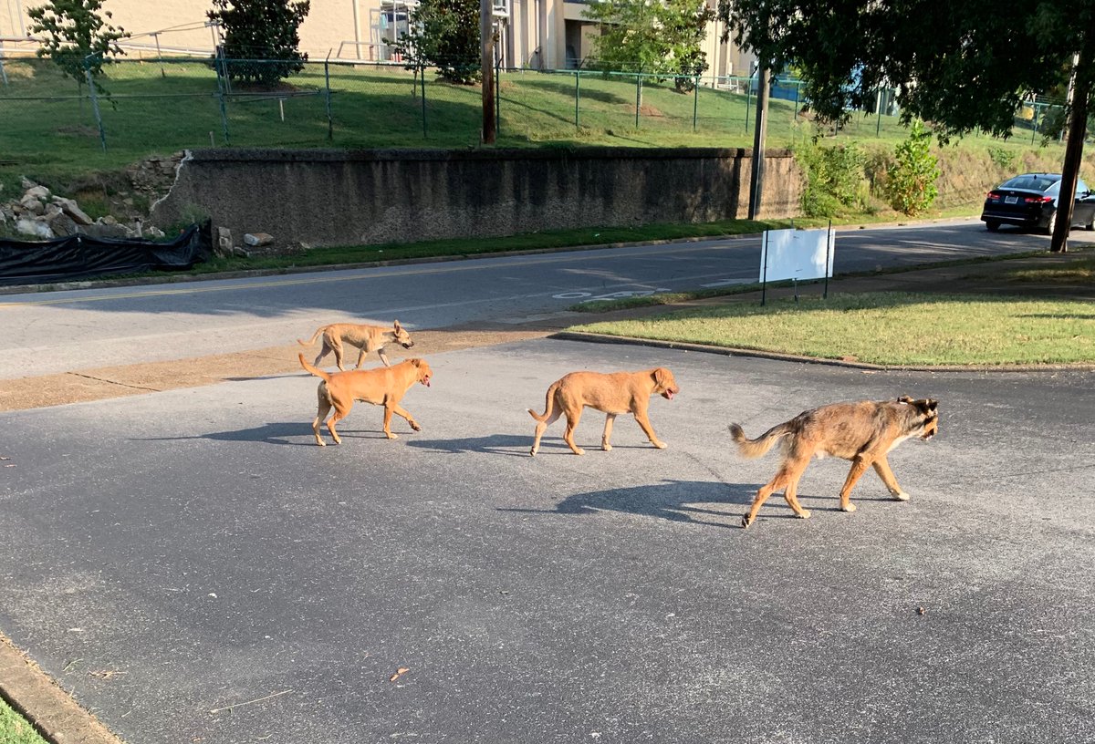 spectrussllc's tweet photo. The Crew rolling up to Area 51 on a Monday.
#mondaymutts https://t.co/ct8rUDfTgq