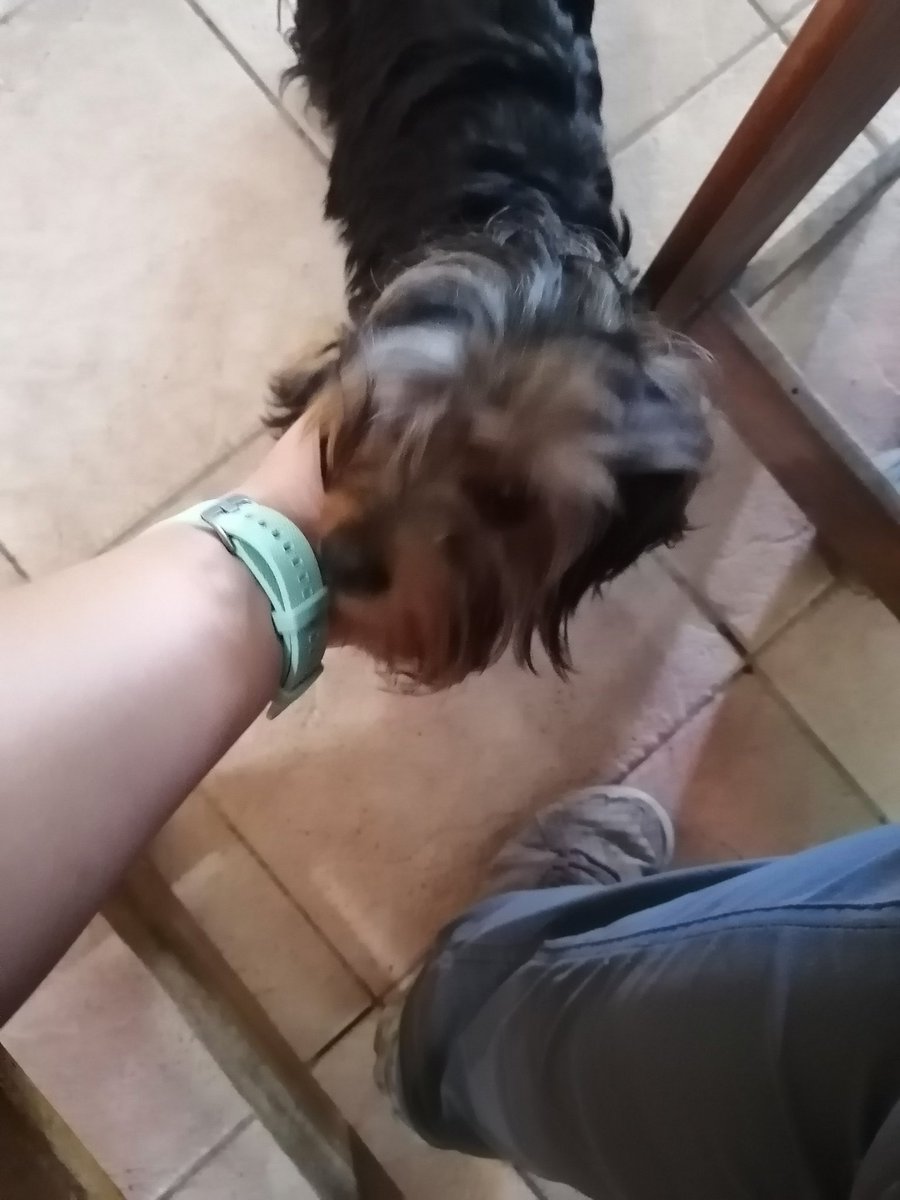 Dulcito_eCoco's tweet photo. Hoy en mis aventuras de #notoque, este es Toffee el perrito de la sra. Olga, de Olgas Café en Boquete. https://t.co/IVzyiRtJMV