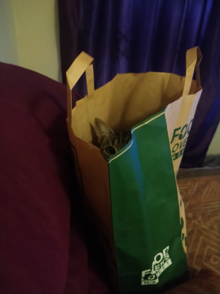 KalearahL's tweet photo. Jessicat says go green and opt for paper instead of plastic! #lovecats #catsrule #lovemycat #Ecofriendly https://t.co/GNgCbaZKJV