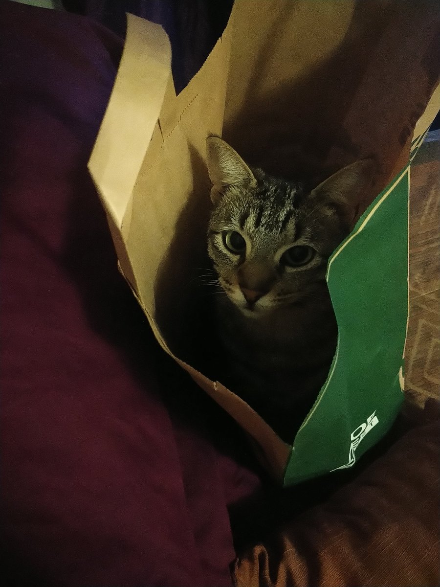 KalearahL's tweet photo. Jessicat says go green and opt for paper instead of plastic! #lovecats #catsrule #lovemycat #Ecofriendly https://t.co/GNgCbaZKJV