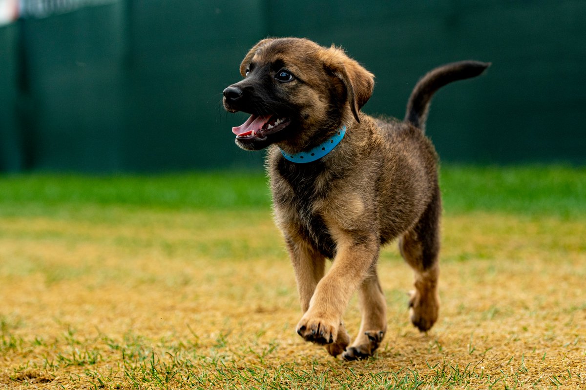 Browns's tweet photo. Meet Mack Woofson!

This little guy is looking for his fuuurrever family! With a face like this - he's bound to intercept your heart and take it all the way to the dog house🧡

Find more puppies up for adoption at our @SugardaleFoods Puppy Pound!

@5mackwilson1 https://t.co/qxE3lWd3ls